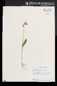 Pogonia ophioglossoides image