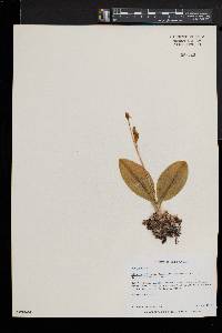 Liparis liliifolia image