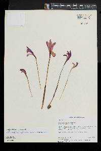 Arethusa bulbosa image