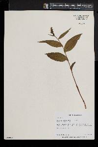 Epipactis helleborine image