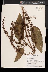 Rumex obtusifolius image