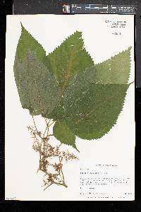 Laportea canadensis image