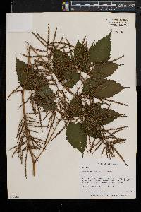 Aruncus dioicus image