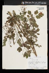 Thalictrum pubescens image