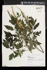 Actaea racemosa image