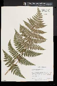 Dryopteris × triploidea image