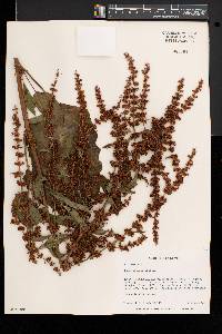 Rumex obtusifolius image