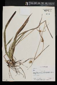 Carex folliculata image