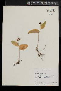 Maianthemum canadense image