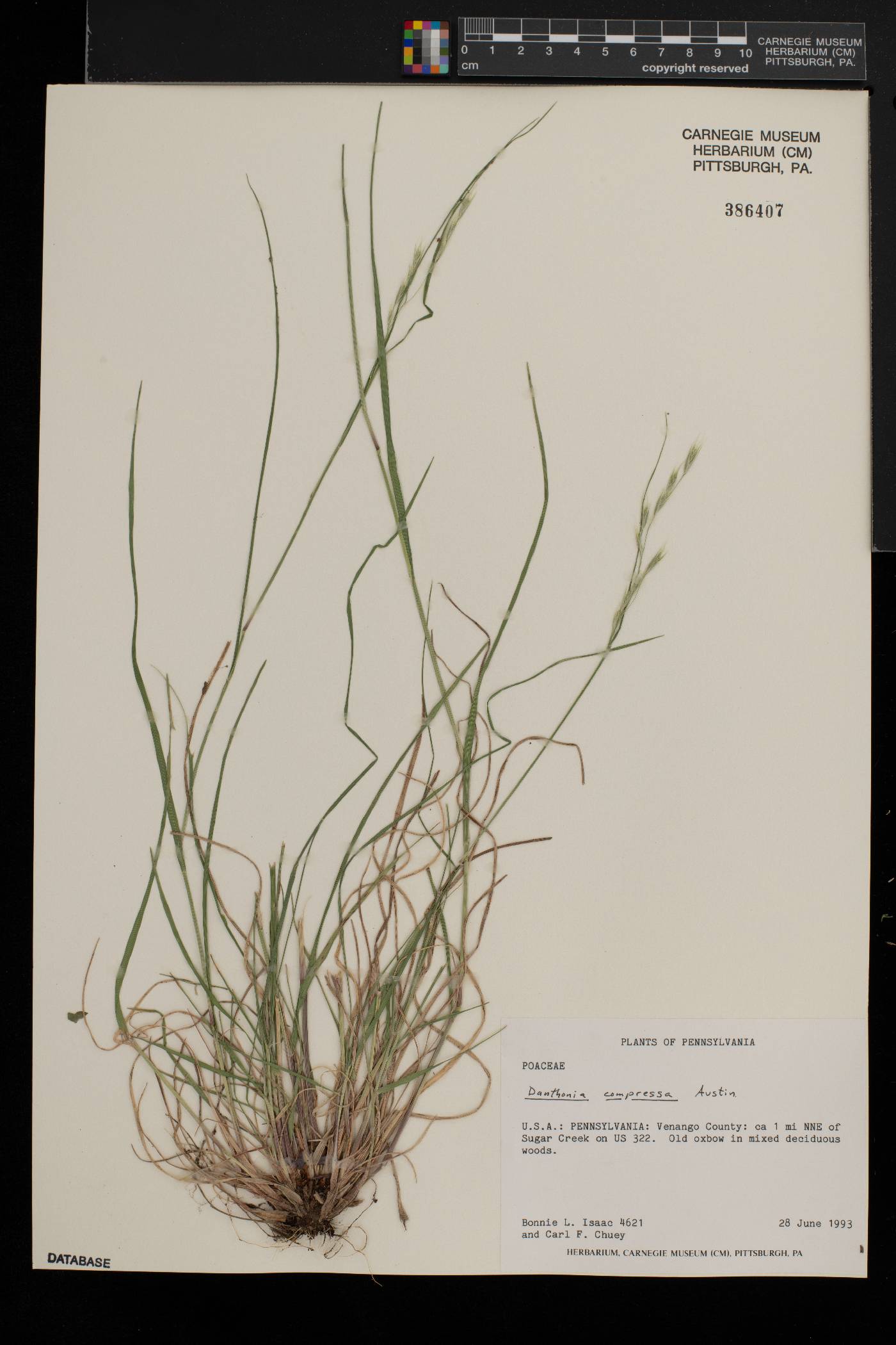 Danthonia compressa image