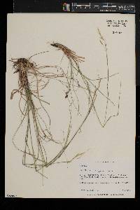 Danthonia compressa image