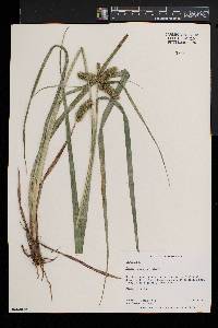 Carex comosa image