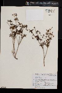 Geranium solanderi image