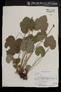 Heuchera americana image