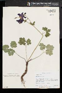 Aquilegia vulgaris image