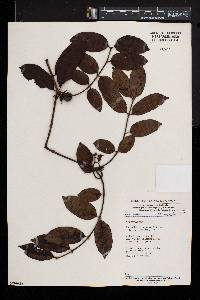 Landolphia dewevrei image