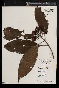 Pavetta owariensis image