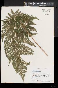 Dryopteris × triploidea image