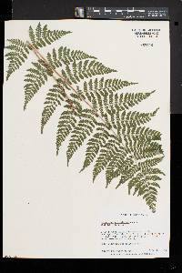 Dryopteris × triploidea image