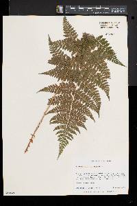 Dryopteris × triploidea image