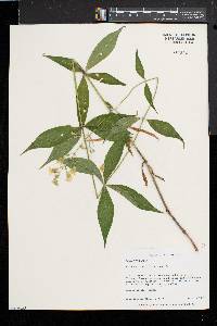 Silene stellata image