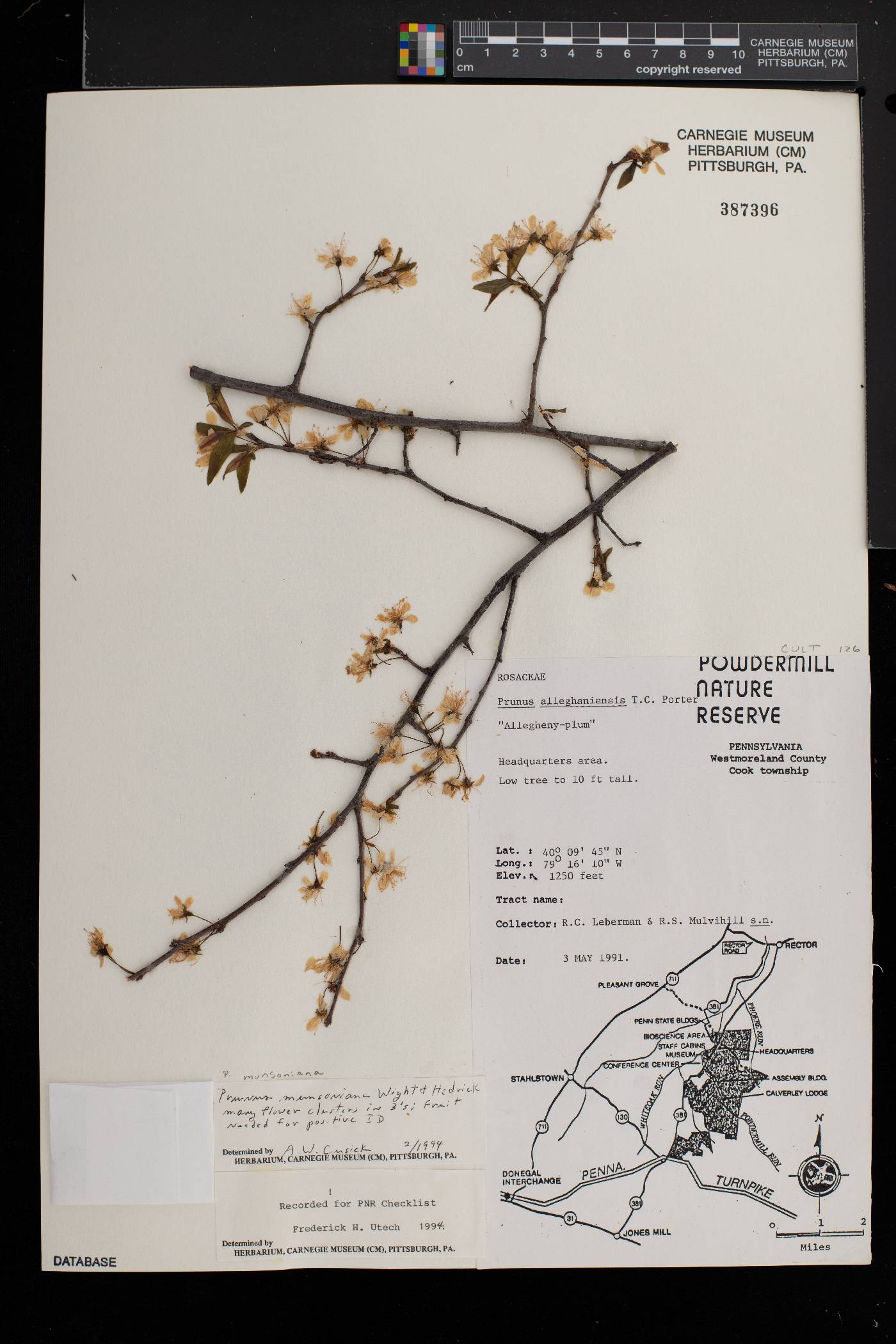 Prunus munsoniana image