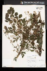 Thalictrum pubescens image