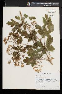 Thalictrum pubescens image