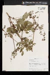 Thalictrum pubescens image