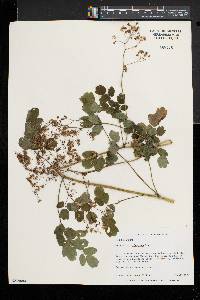 Thalictrum pubescens image