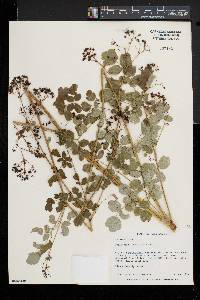 Thalictrum pubescens image