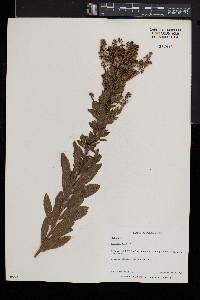 Spiraea alba image