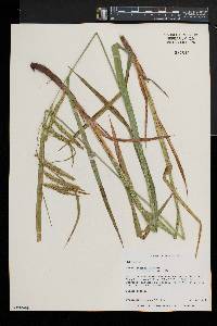 Carex gynandra image