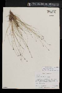 Eleocharis tenuis var. tenuis image