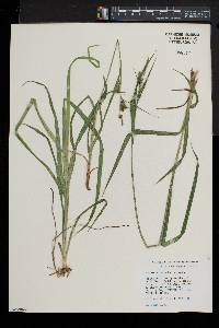 Carex scabrata image