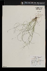 Carex trisperma image