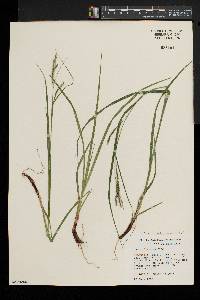 Carex debilis var. rudgei image