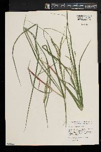 Carex debilis var. rudgei image