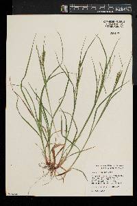 Carex debilis var. rudgei image