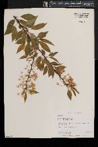 Prunus pensylvanica image