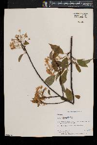 Prunus pensylvanica image