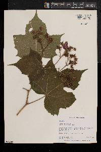 Rubus odoratus image