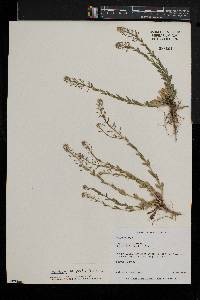 Lepidium campestre image