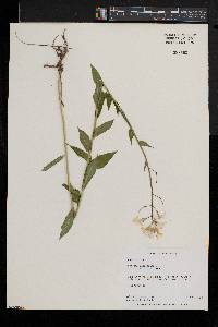 Hesperis matronalis image