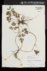 Ranunculus septentrionalis image