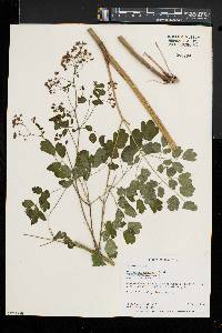 Thalictrum pubescens image