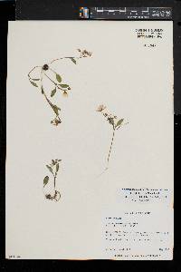 Claytonia caroliniana image