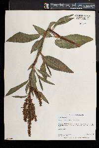 Rumex altissimus image