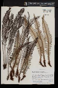 Blechnum nipponicum image