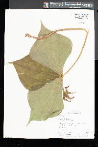 Trillium erectum image